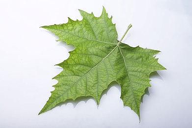 《昭和米国物语》开发截图 未来登陆PS及PC平台